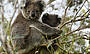 3 Day Ultimate Package (Great Ocean Road, Phillip Island & Wilsons Promontory) includes 2 nights shared accommodation