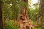 Giant Trees